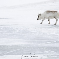 Renne du Svalbard