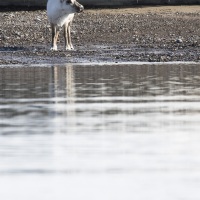 Renne du Svalbard