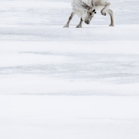 Renne du Svalbard