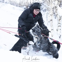 Bagarre acharnée de chiens de traineaux