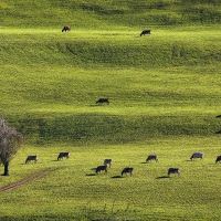 Bétail dans un pré