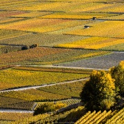 vignoble valaisan