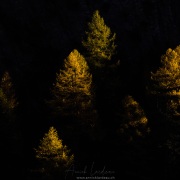 Lumière rasante sur la forêt