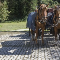 Grisons: Prêts pour une visite en calèche, Sils-Maria