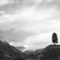 Grisons: Un arbre sur la colline