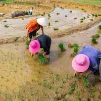 Travail dans les rizières