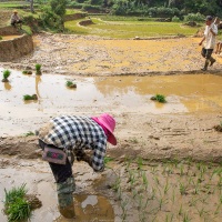 Travail dans les rizières