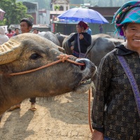 Marché aux buffles