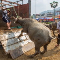 Marché aux buffles: montée dans la bétaillère