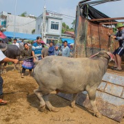 Marché aux buffles: montée dans la bétaillère