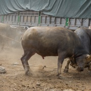 Marché aux buffles: bagarre entre deux mâles