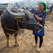 Marché aux buffles