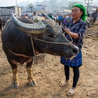 Marché aux buffles