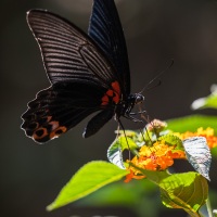 Papilio protenor