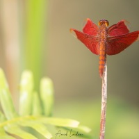 Neurothemis fulvia