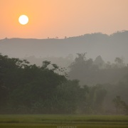 Lever de soleil sur les rizières