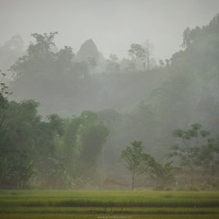 Brume matinale