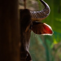 Buffle sous la maison sur pilotis