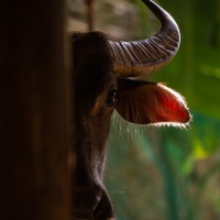Buffle sous la maison sur pilotis