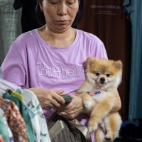 Marché nocture à Hanoi: vendeuse et son cien