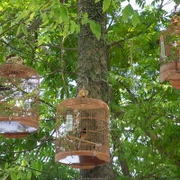 Oiseaux en cage