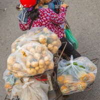Hanoi: marché de Chợ Long Biên. Une moto bien chargée avec la conductrice, son chien et ses produits locaux