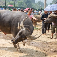 Marché aux buffles: mâle un peu teigneux