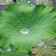 Gouttes d'eau sur des feuilles de lotus