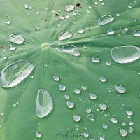 Gouttes d'eau sur une feuille de lotus