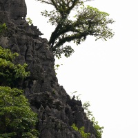 Arbre sur un rocher