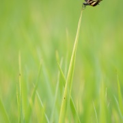 Rhyothemis variegata