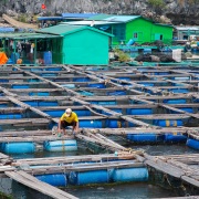 Baie de Ha Long: fermes aquatiques