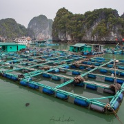 Baie de Ha Long: fermes aquatiques