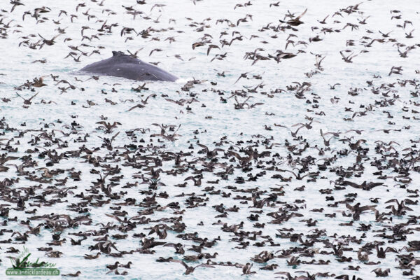Puffin à bec grêle et baleine à bosse