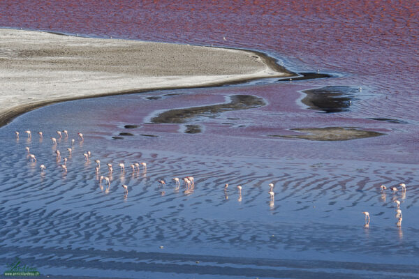 Flamants sur la lagune colorée