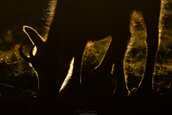 Chamois