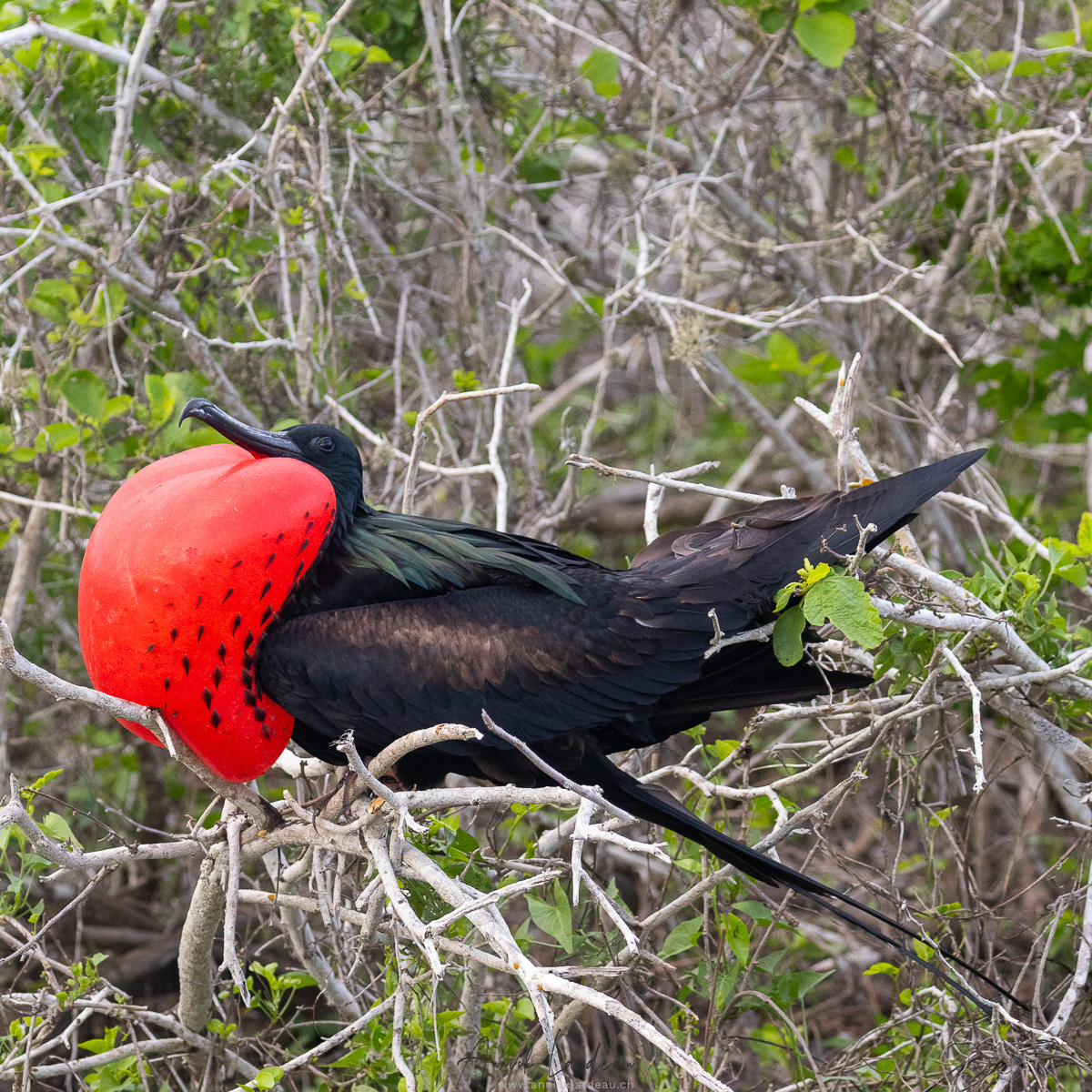 Galapagos