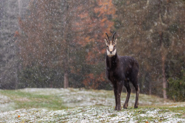 Chamois sous les premiers flocons