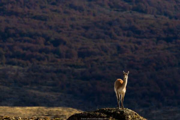 Guanaco