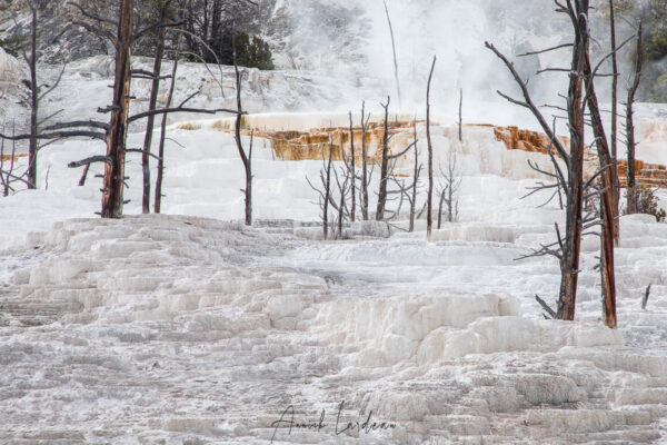 Parc Yellowstone: Mammoth hotsprings terraces