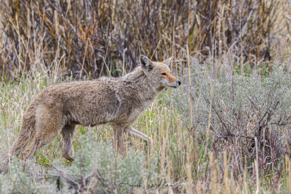 Coyote