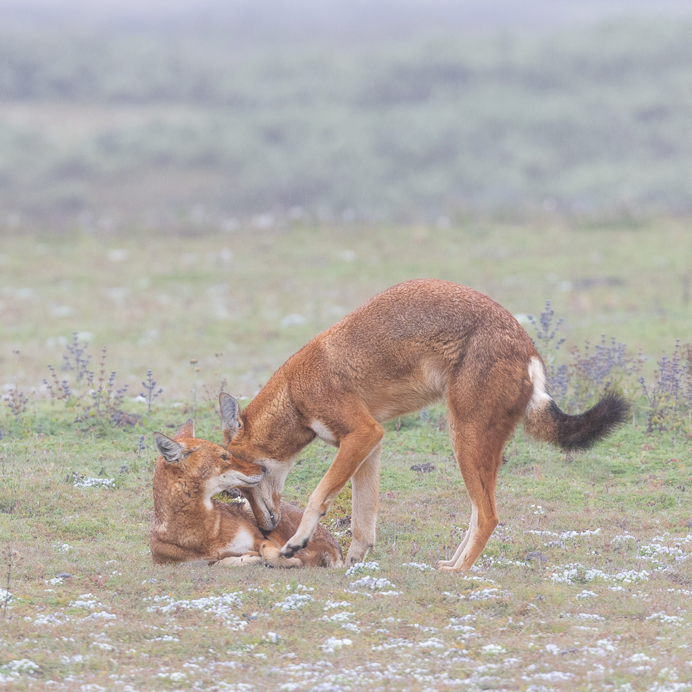 Loup d'Ethiopie