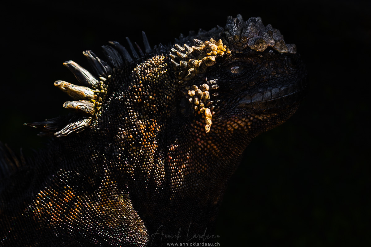 Iguane marin