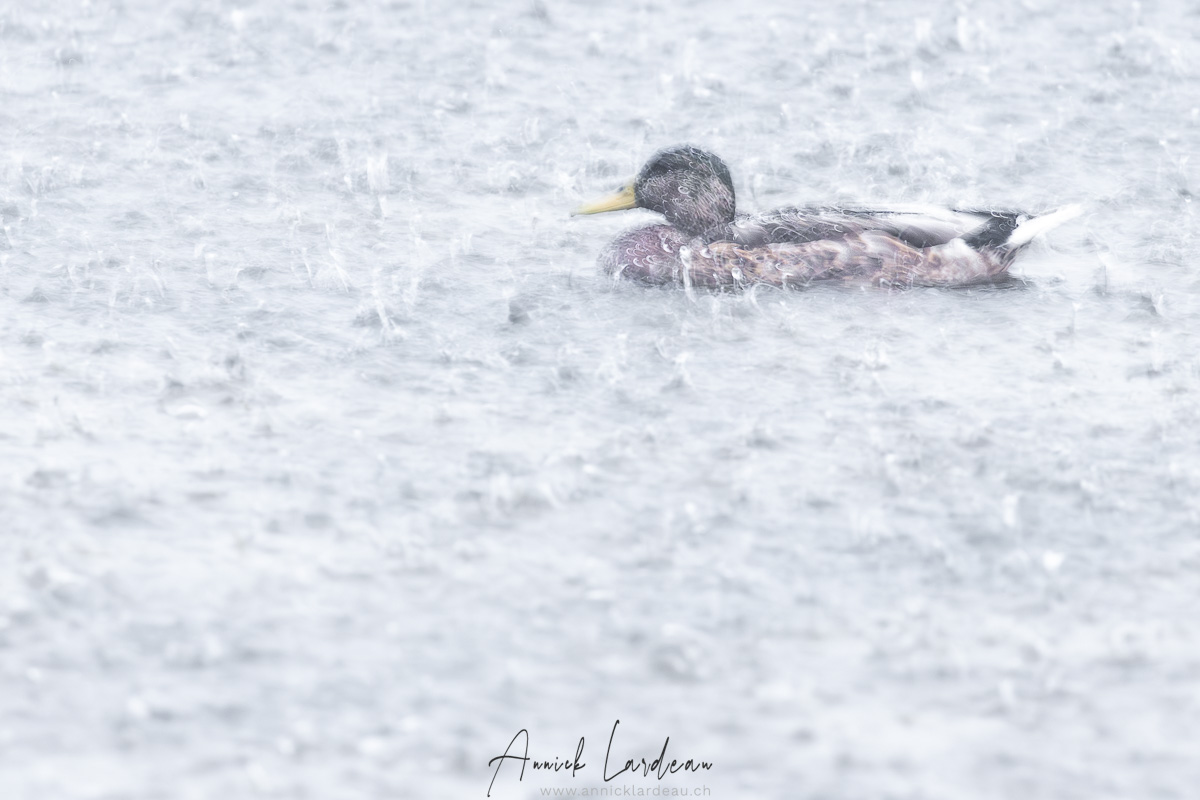 Canard colvert