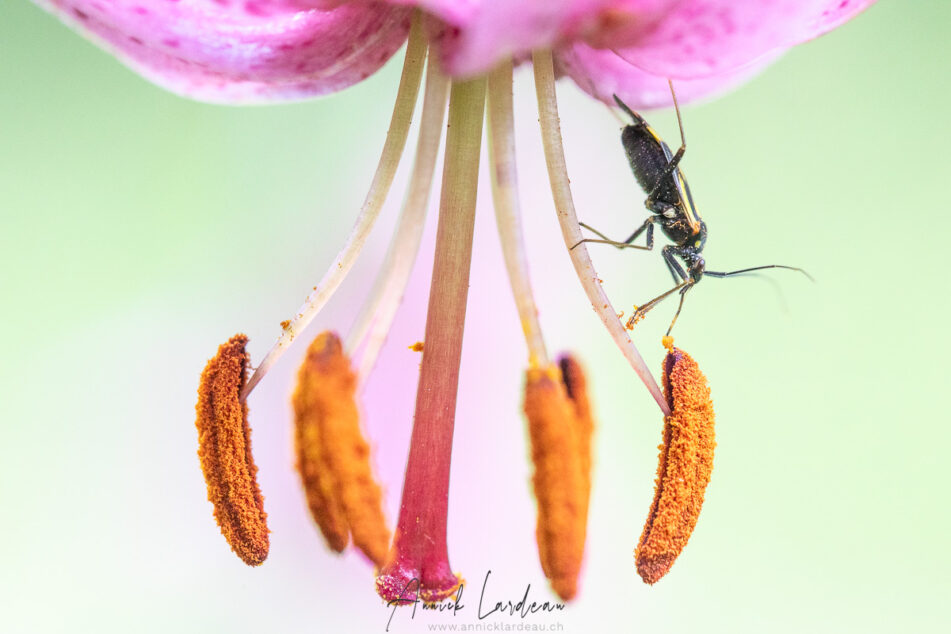 Lys martagon et punaise sp