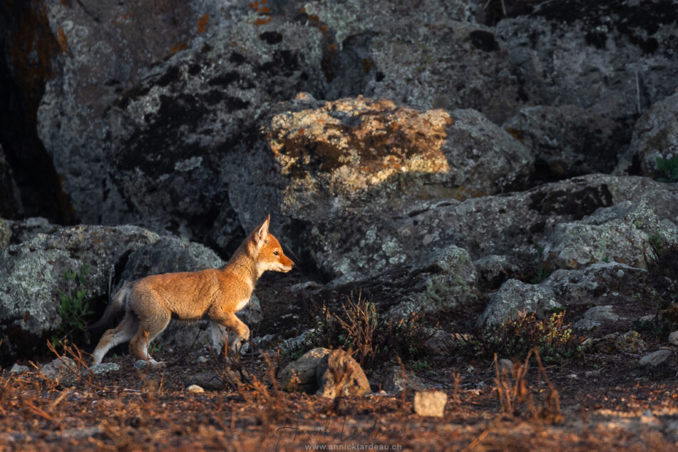 Loup d’Ethiopie
