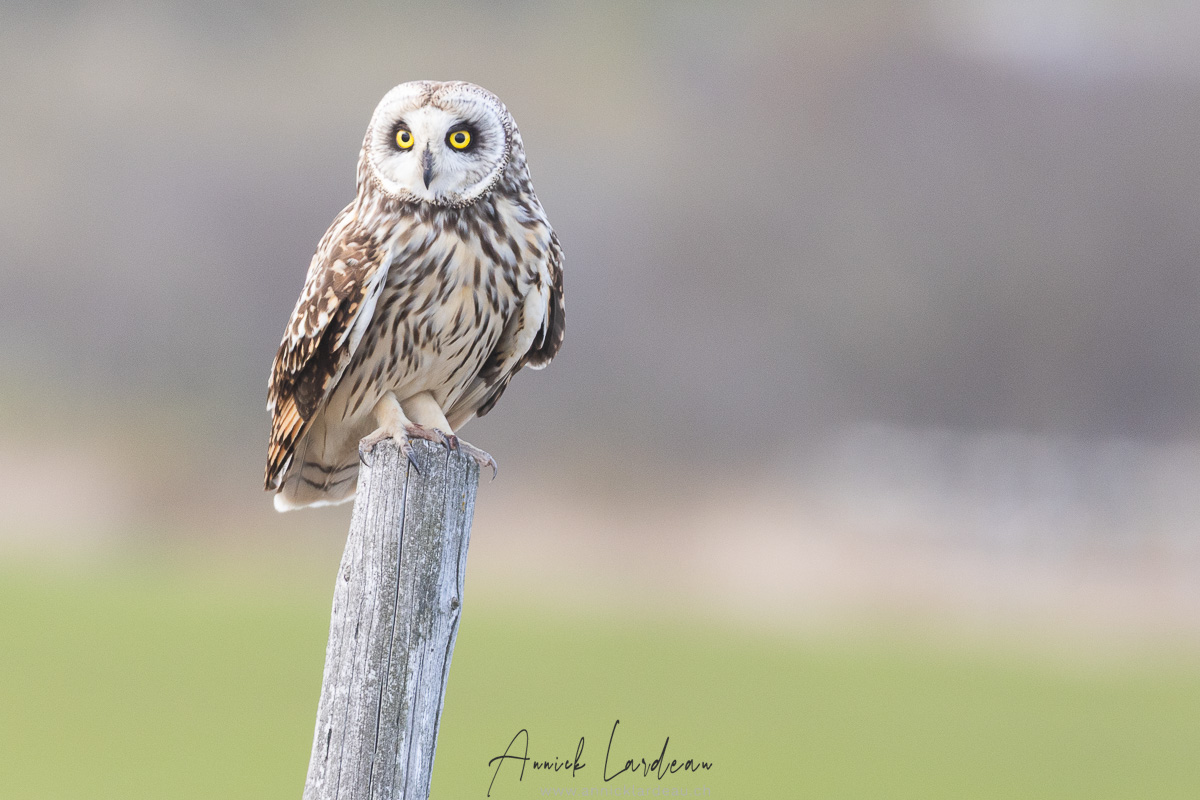 Hibou des marais: quel regard!